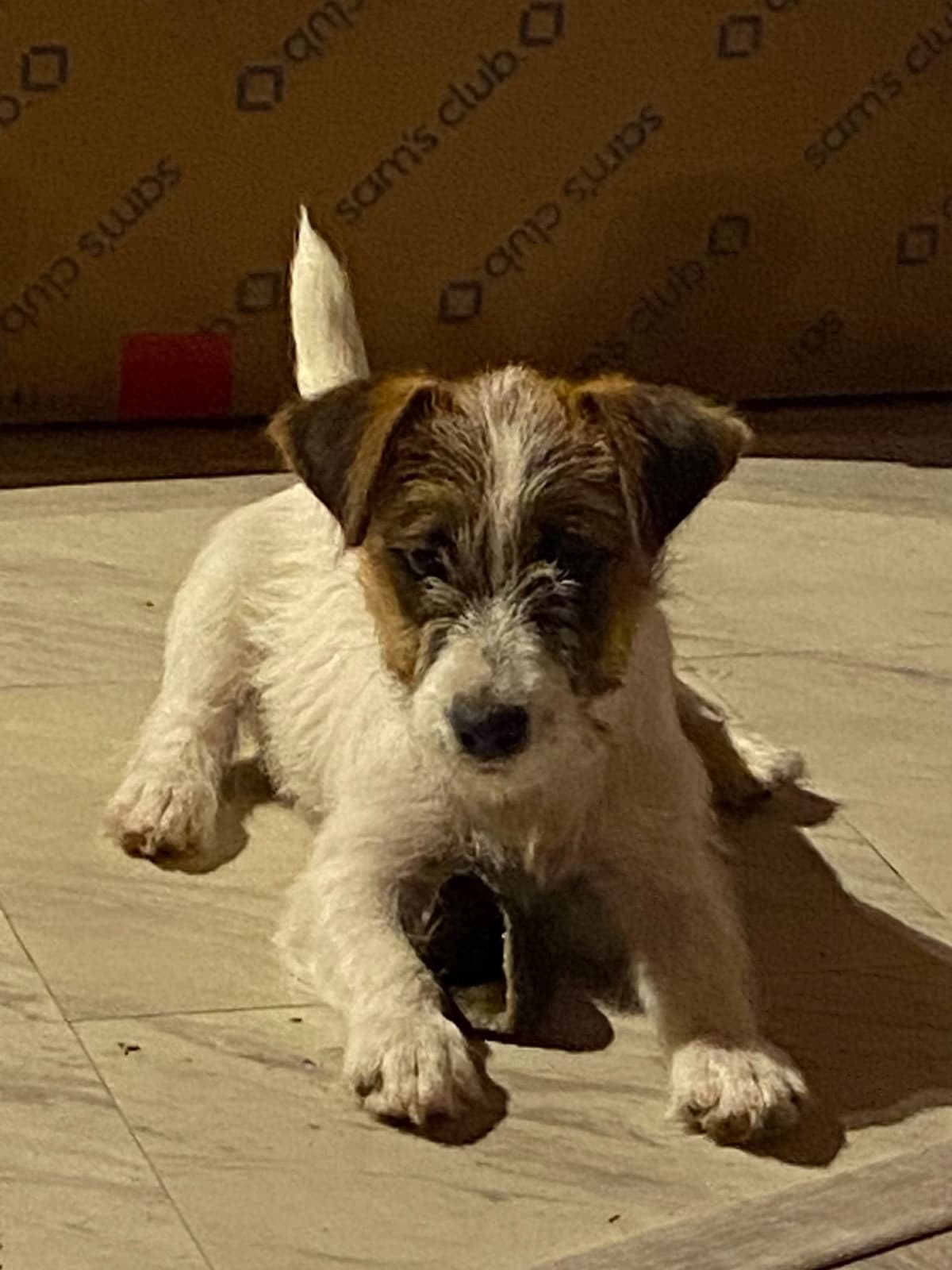 Russell Terrier Puppies breeder image 9