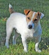 Russell Terrier Puppies breeder image 8