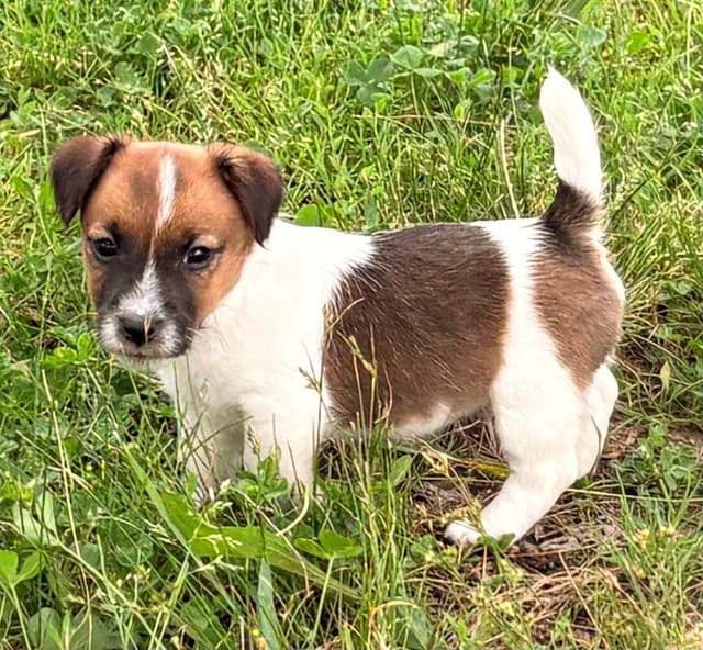 Russell Terrier Puppies media 3