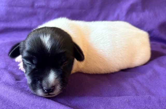 Russell Terrier Puppies media 3