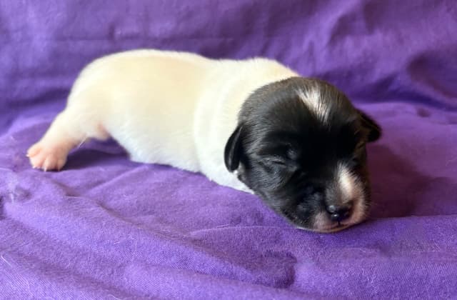 Russell Terrier Puppies media 2