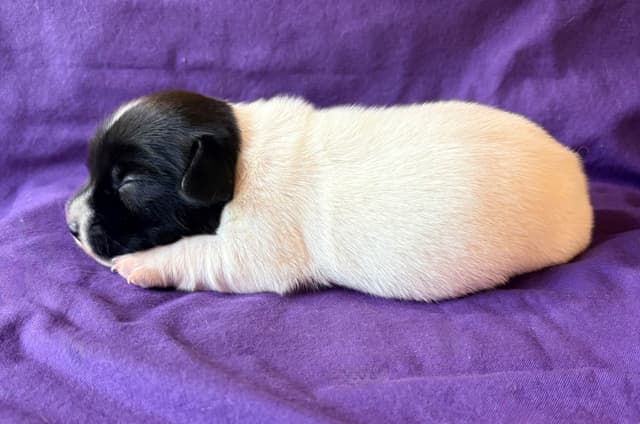 Russell Terrier Puppies media 4