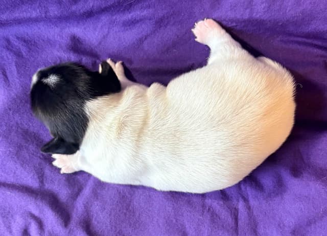 Russell Terrier Puppies media 5