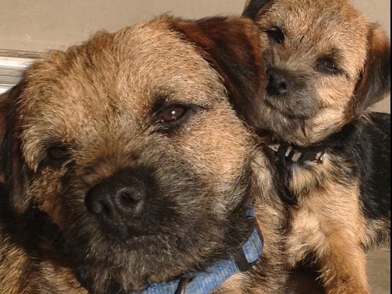 Border Terrier Puppies breeder image 1