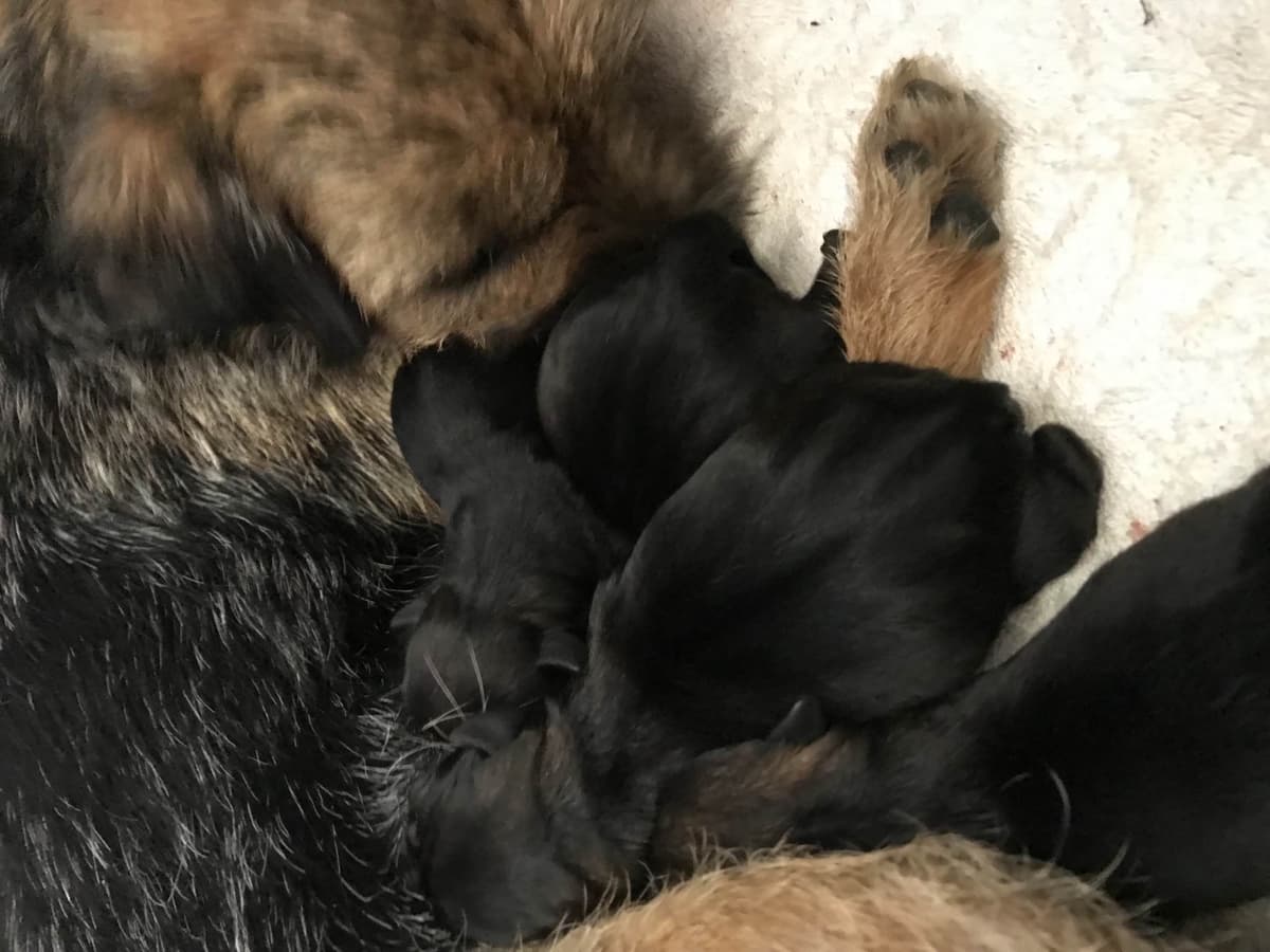 Border Terrier Puppies breeder image 2