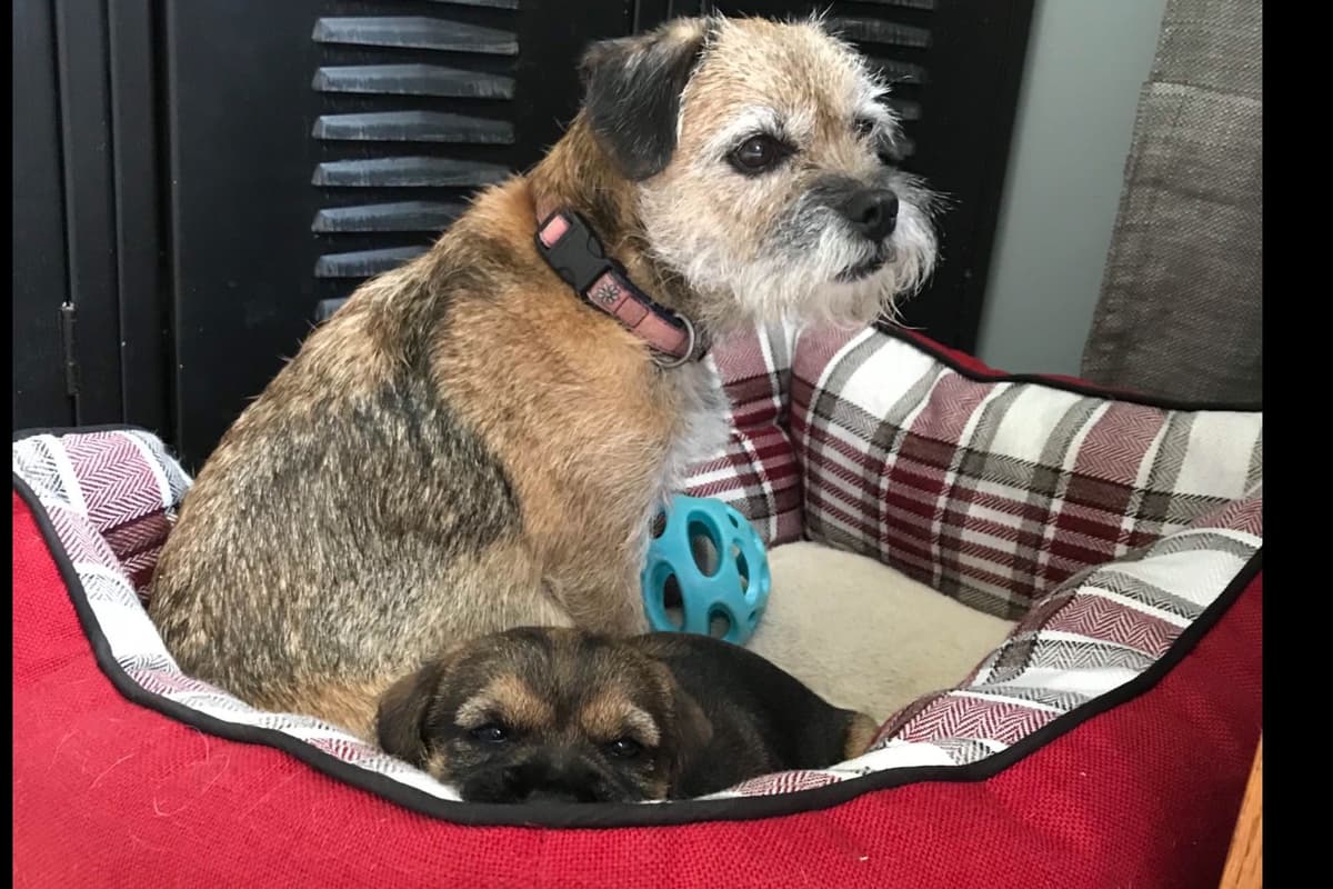 Border Terrier Puppies breeder image 3