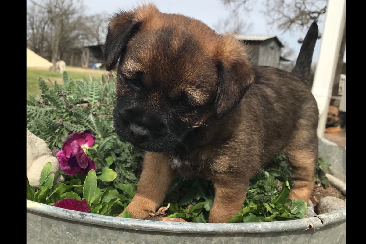 Border Terrier Puppies breeder image 4