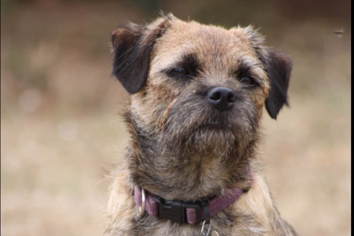 Border Terrier Puppies breeder image 5