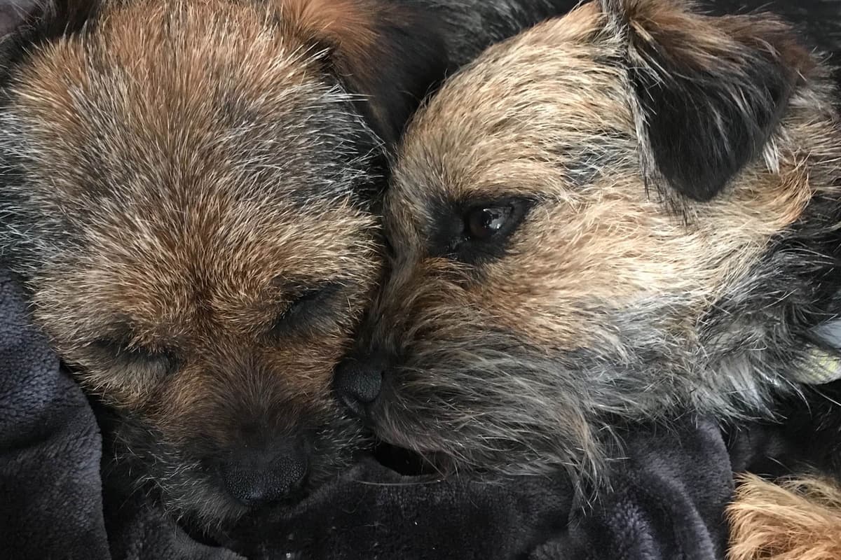 Border Terrier Puppies breeder image 6