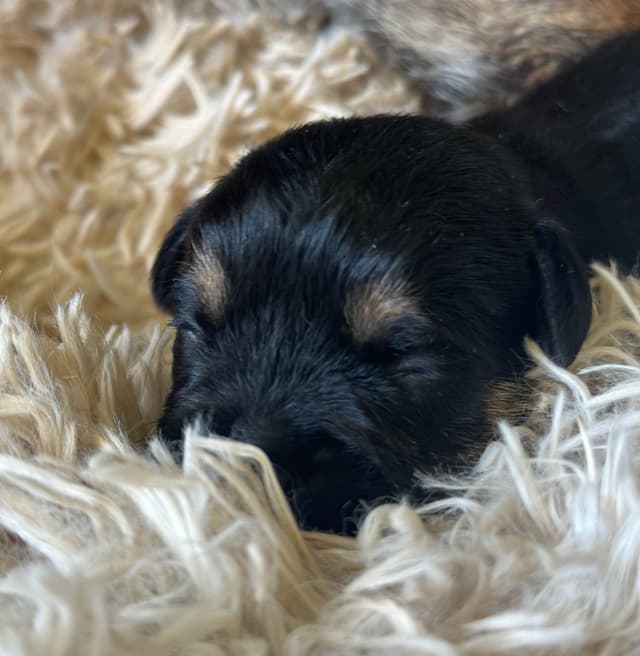 Border Terrier Puppies media 2
