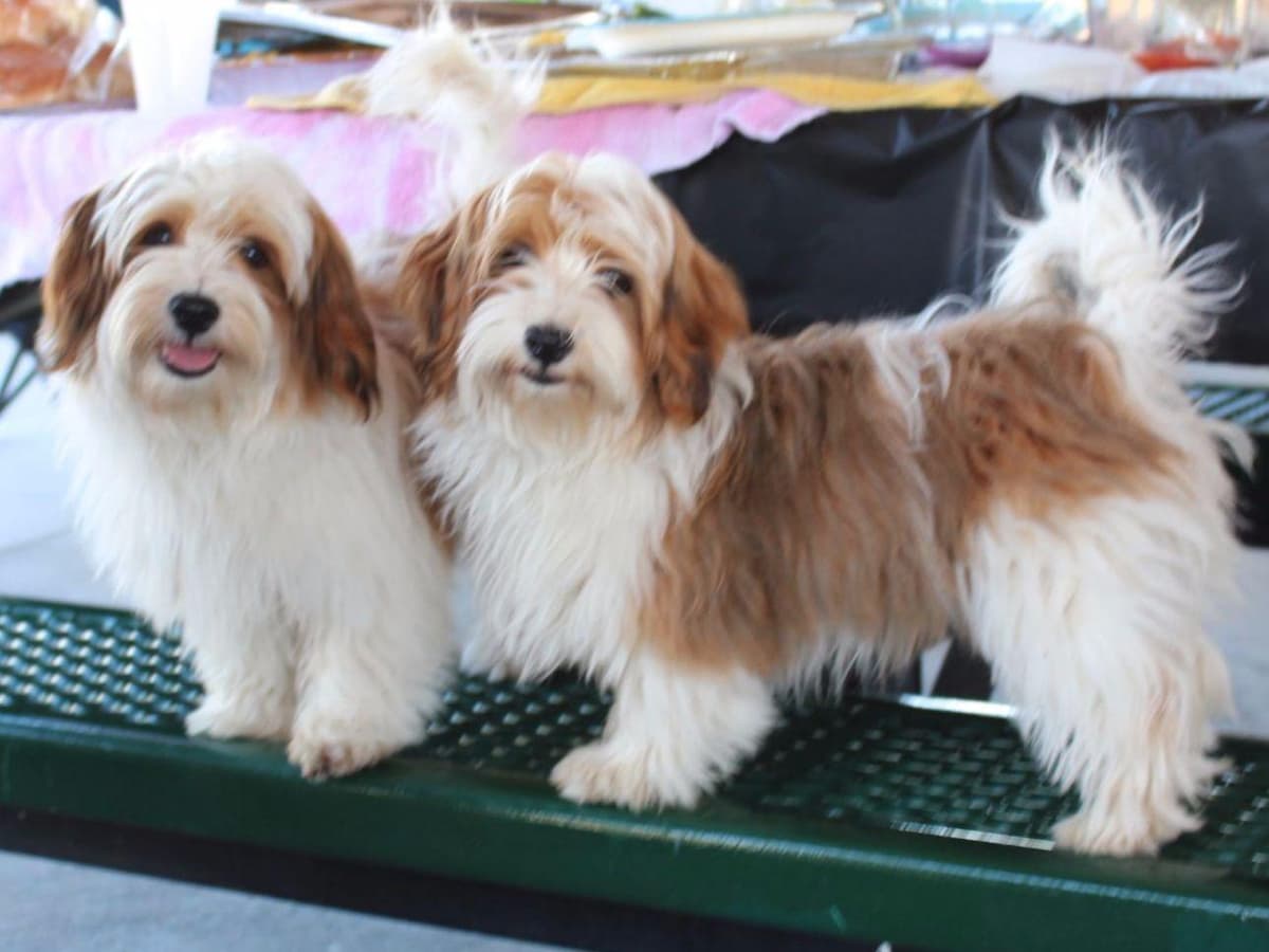 6 year old male available breeder image 3