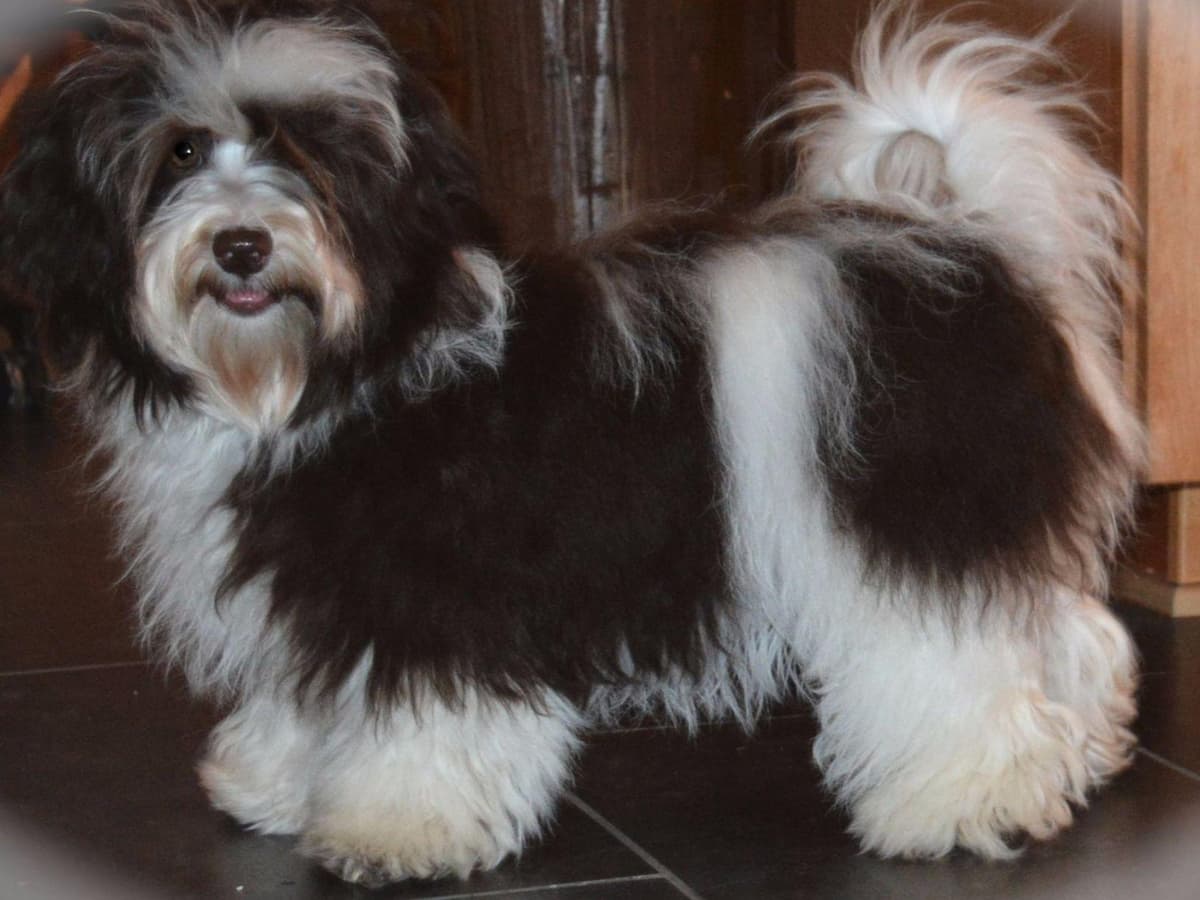 6 year old male available breeder image 5