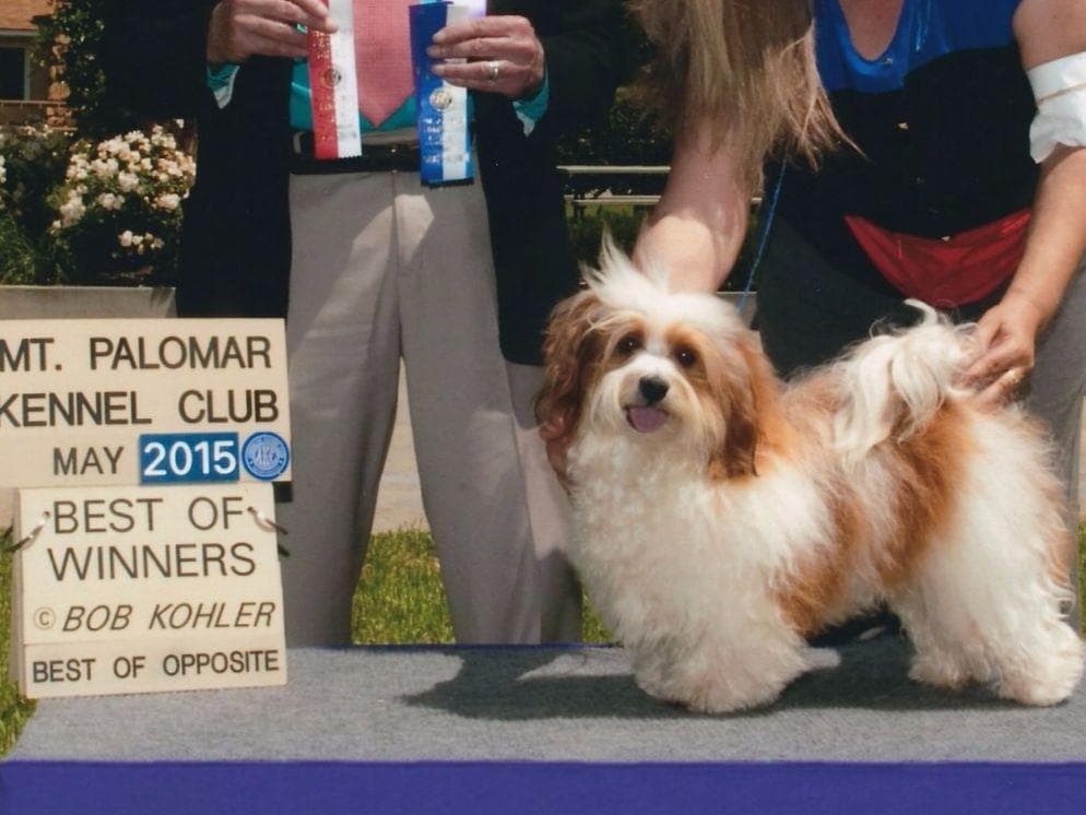 6 year old male available breeder image 7