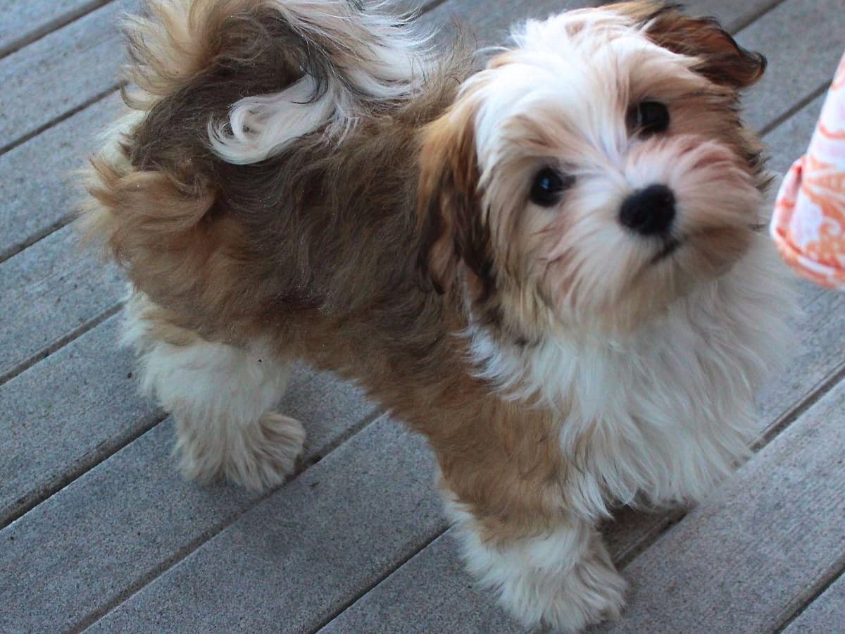 6 year old male available breeder image 8