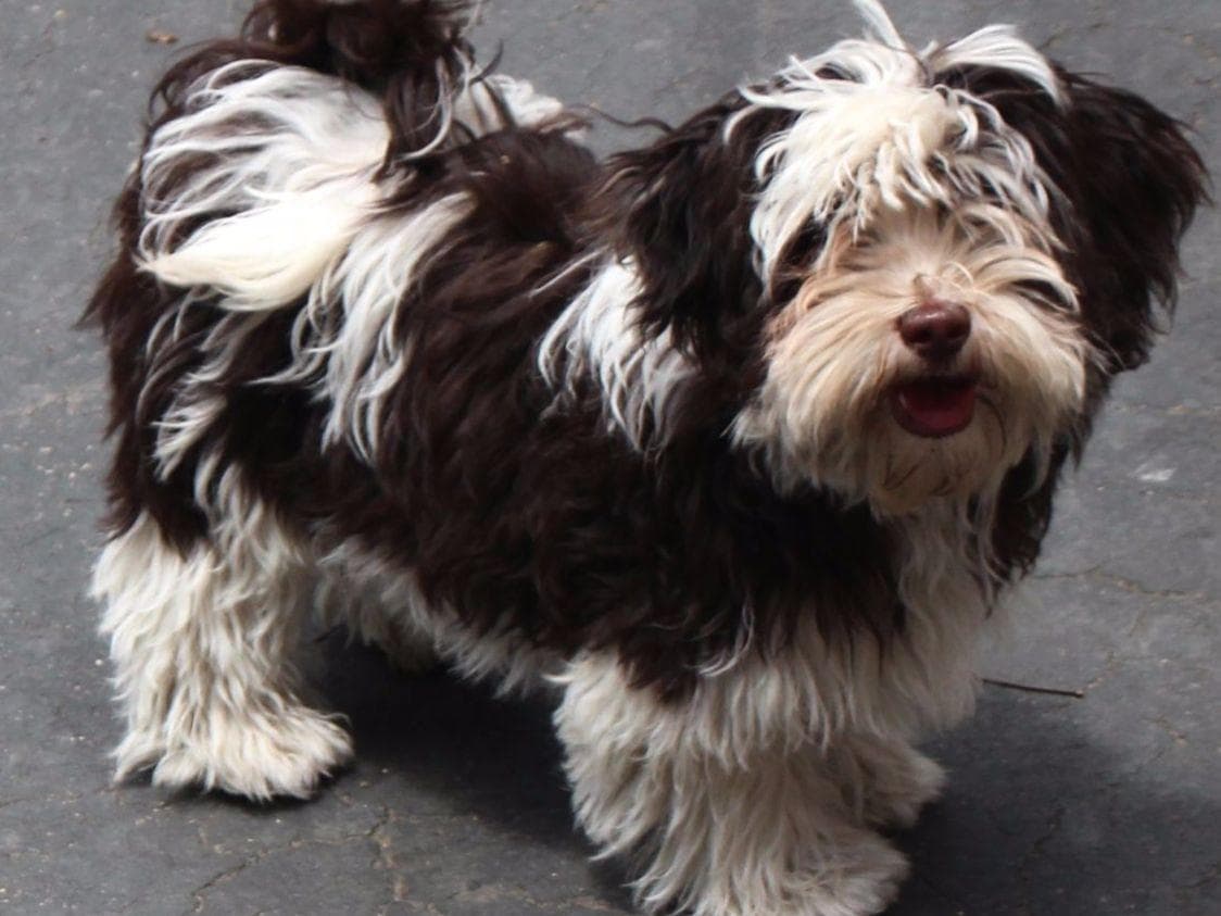 6 year old male available breeder image 9