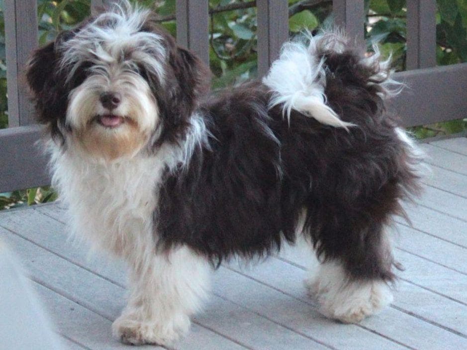 6 year old male available breeder image 10
