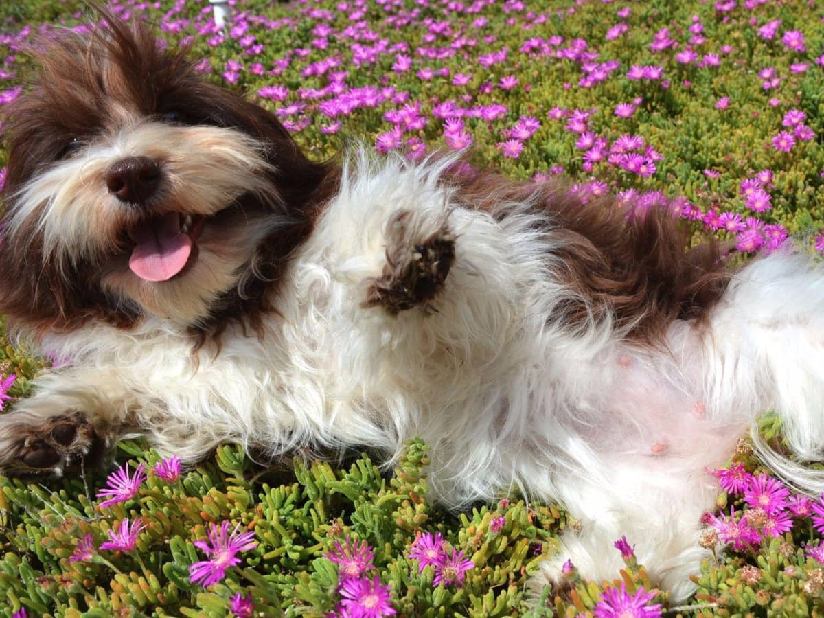 6 year old male available breeder image 11