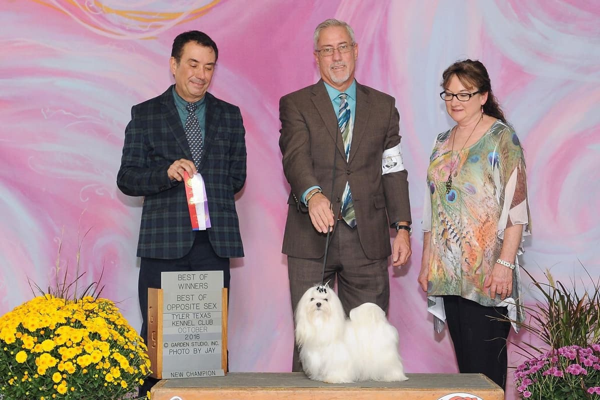 Female Maltese Puppy breeder image 3