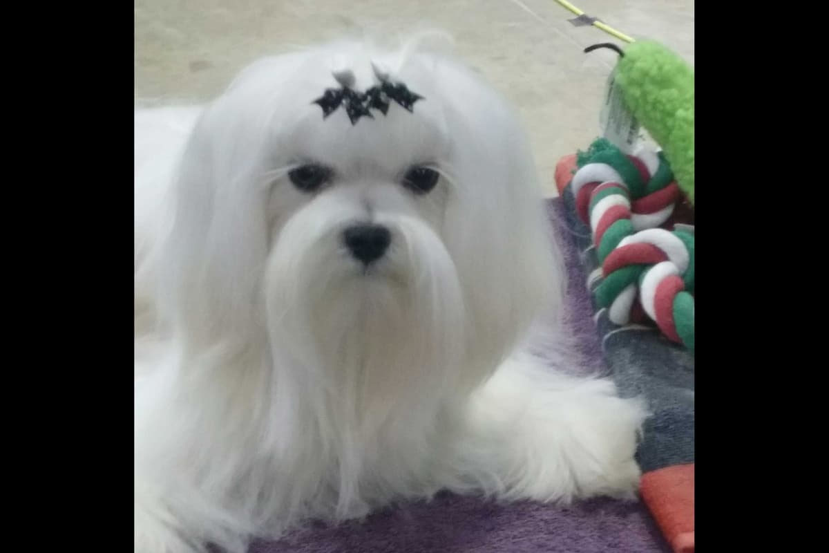 Female Maltese Puppy breeder image 4