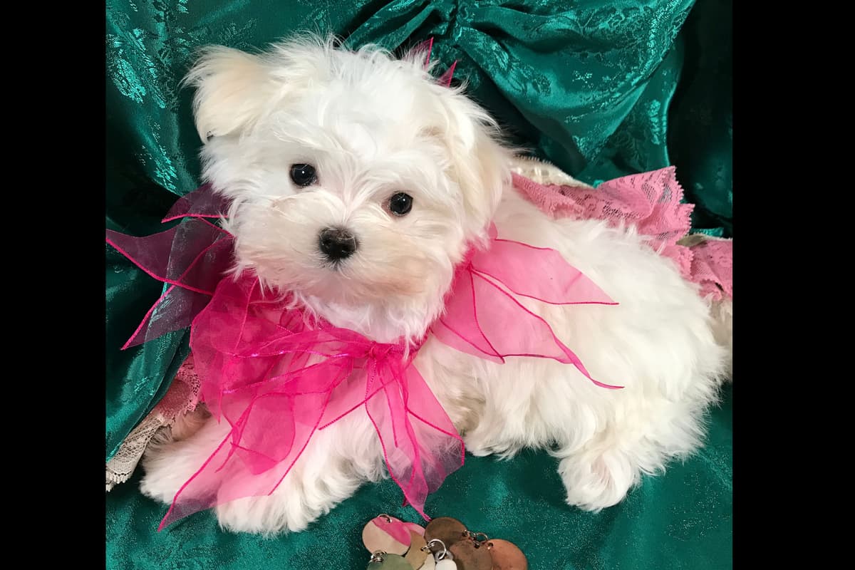Female Maltese Puppy breeder image 5