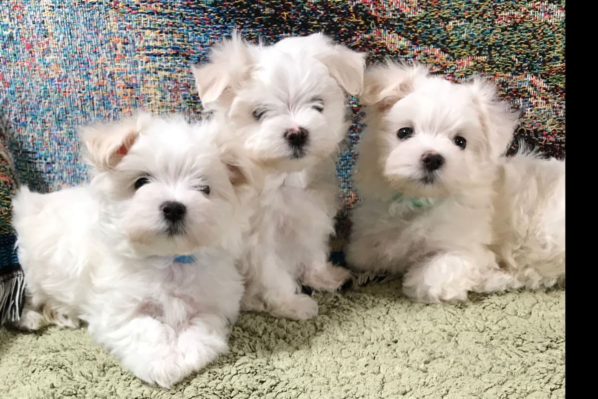 Female Maltese Puppy breeder image 6