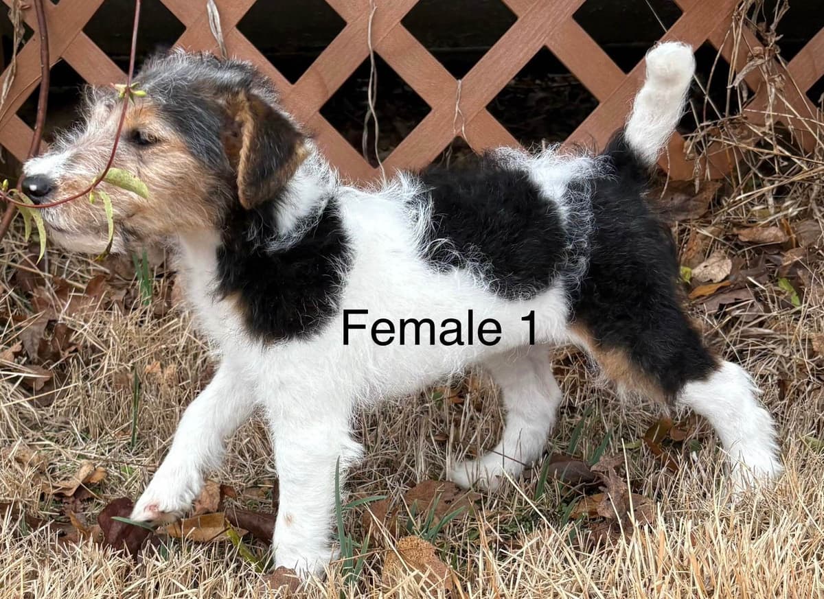 Wire Fox Terrier Puppies breeder image 1