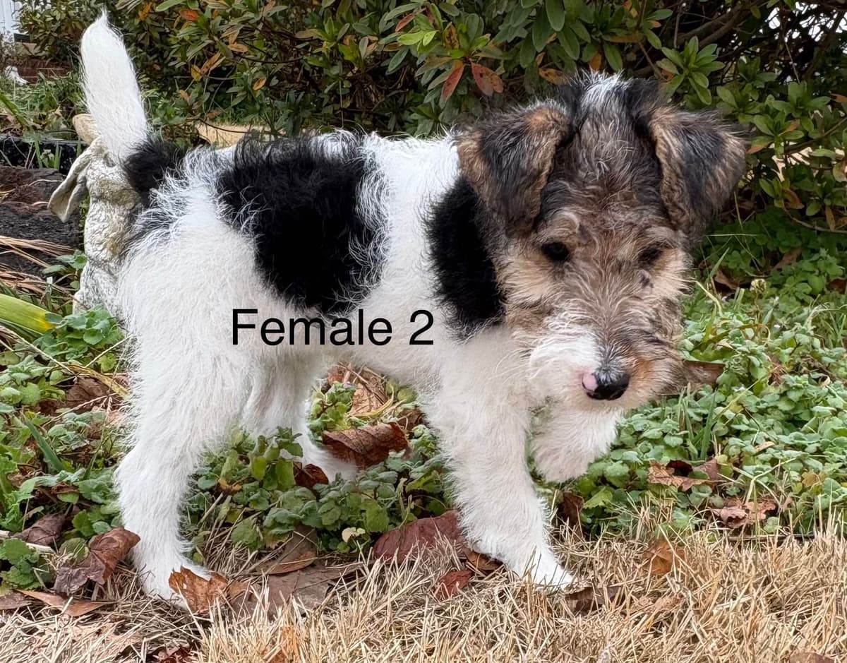 Wire Fox Terrier Puppies breeder image 2
