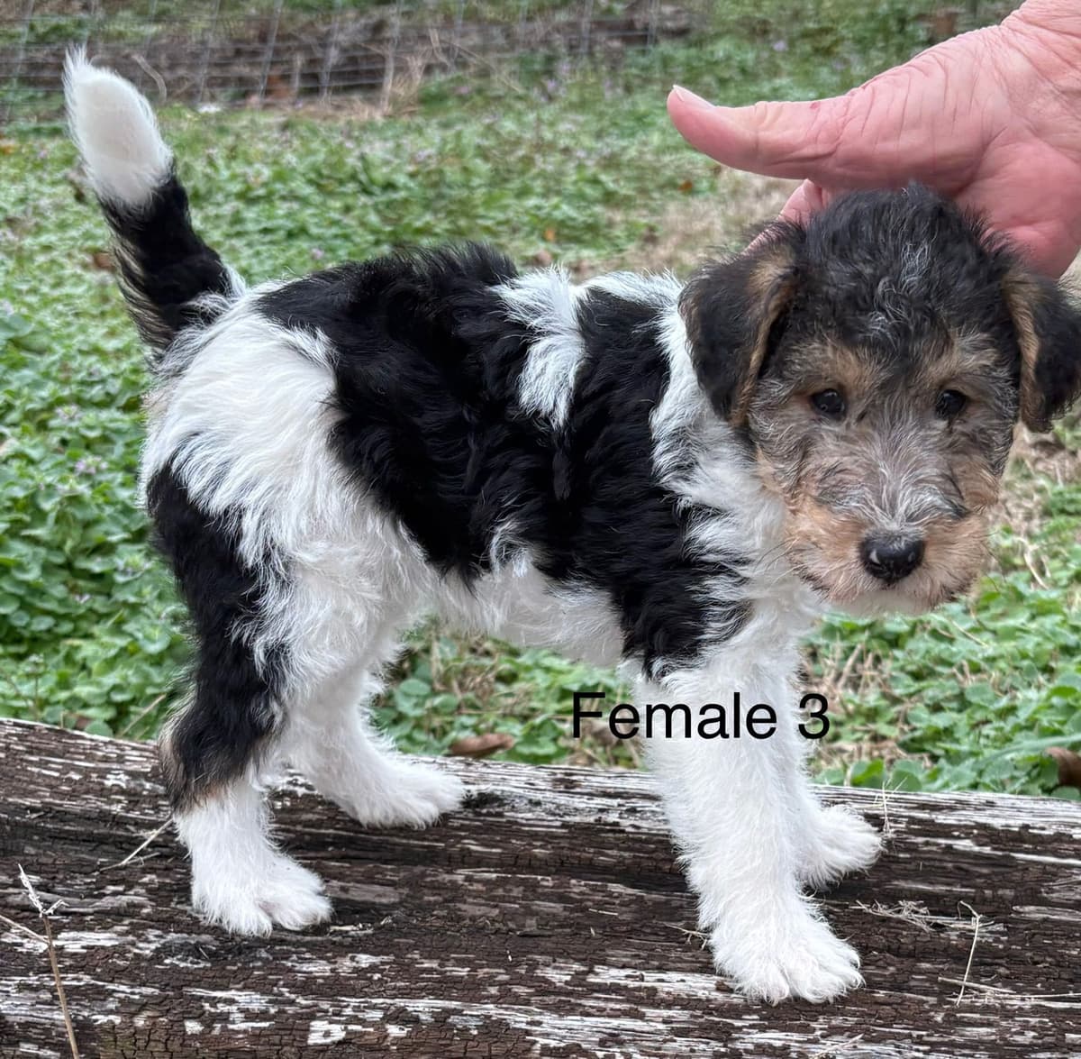 Wire Fox Terrier Puppies breeder image 3
