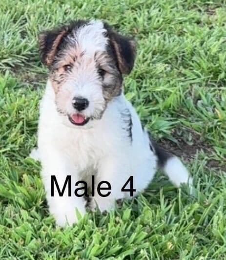 Wire Fox Terrier Puppies media 2