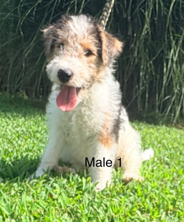 Wire Fox Terrier Puppies media 3