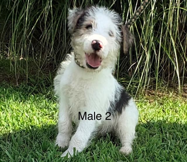 Wire Fox Terrier Puppies media 4