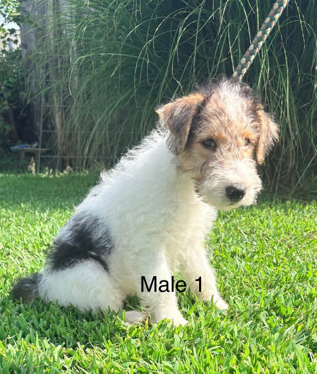 Wire Fox Terrier Puppies media 5