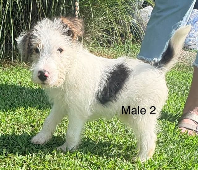 Wire Fox Terrier Puppies media 7