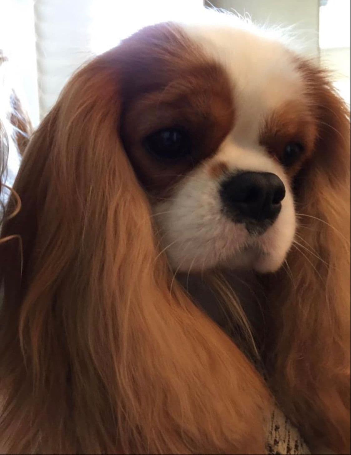Cavalier King Charles Spaniel Puppies breeder image 2