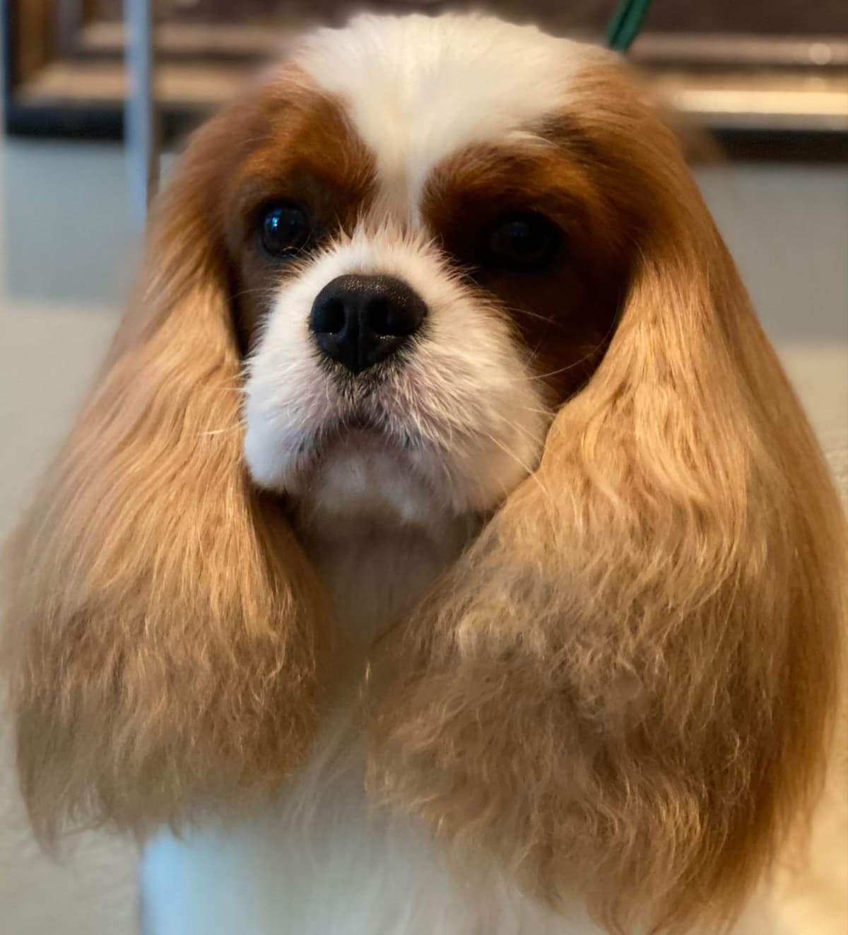 Cavalier King Charles Spaniel Puppies breeder image 1