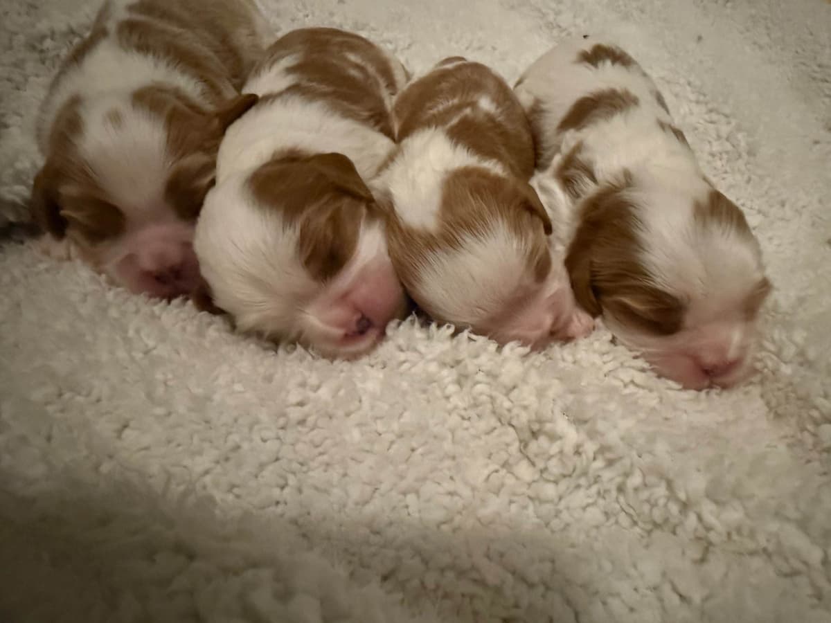 Cavalier King Charles Spaniel Puppies breeder image 7