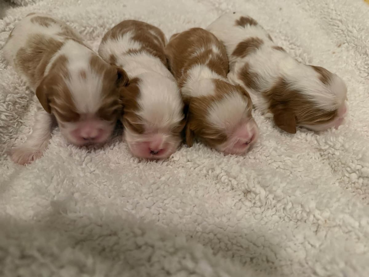 Cavalier King Charles Spaniel Puppies breeder image 8
