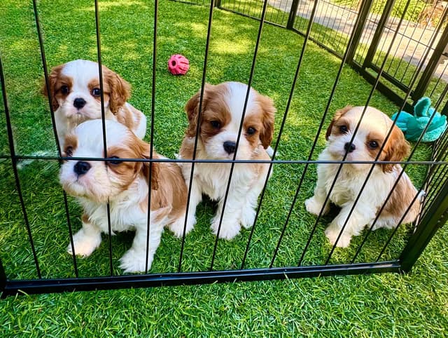 Cavalier King Charles Spaniel Puppies media 2