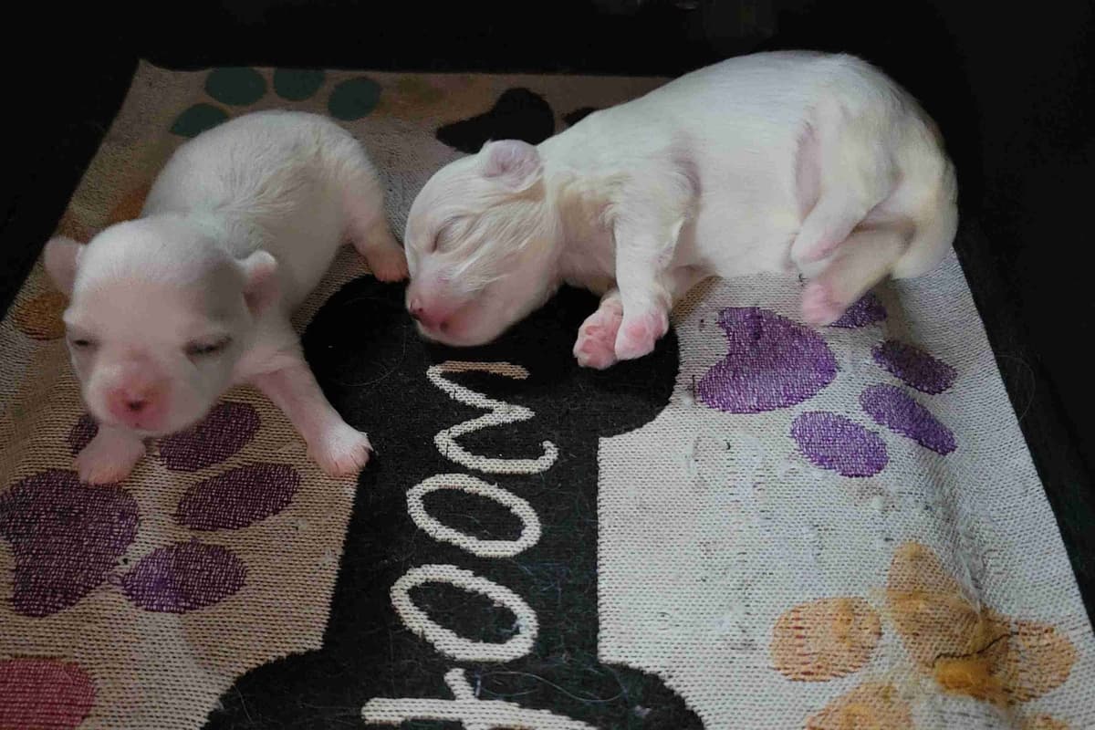 Maltese Puppies breeder image 1