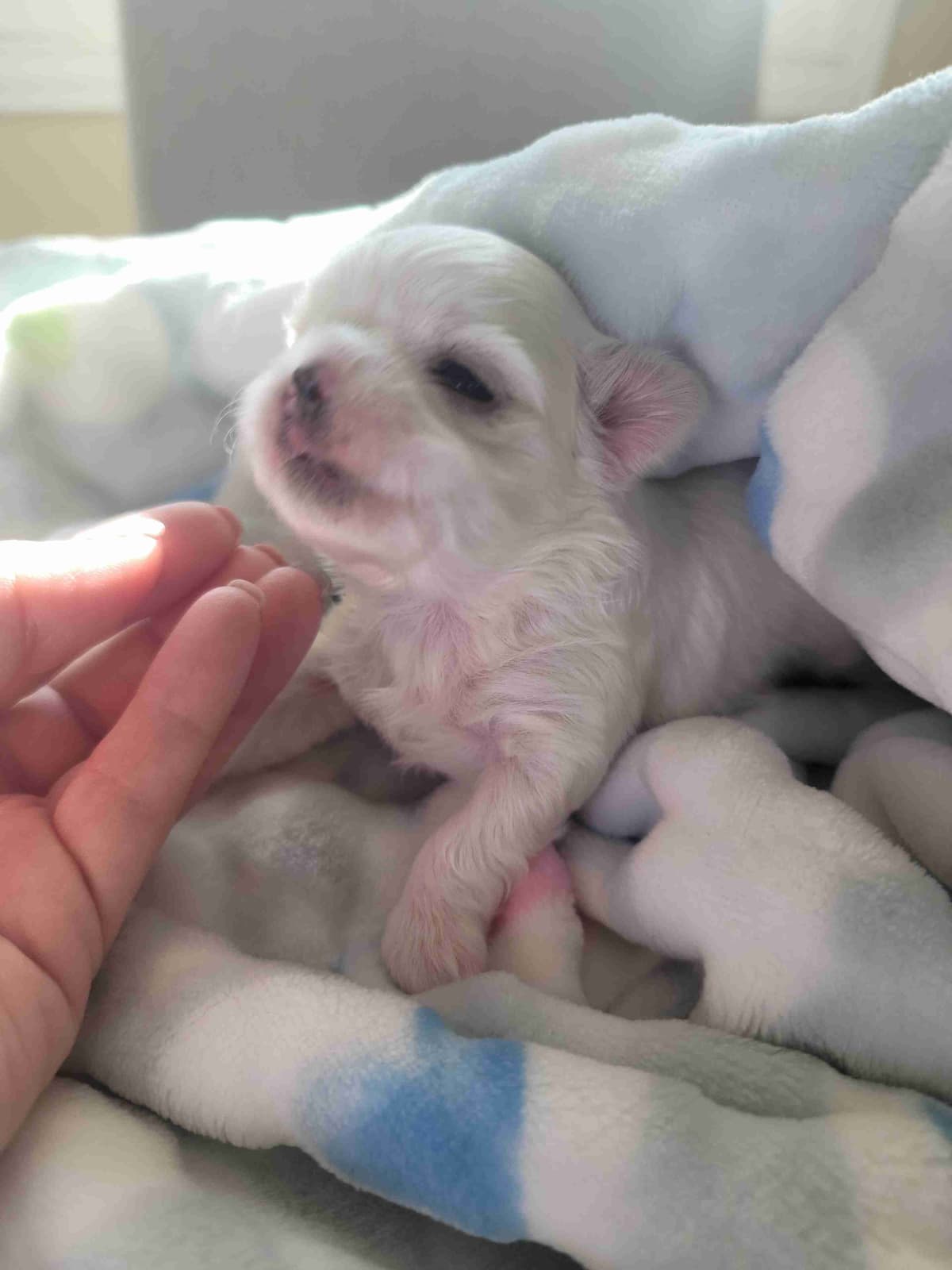 Maltese Puppies breeder image 3
