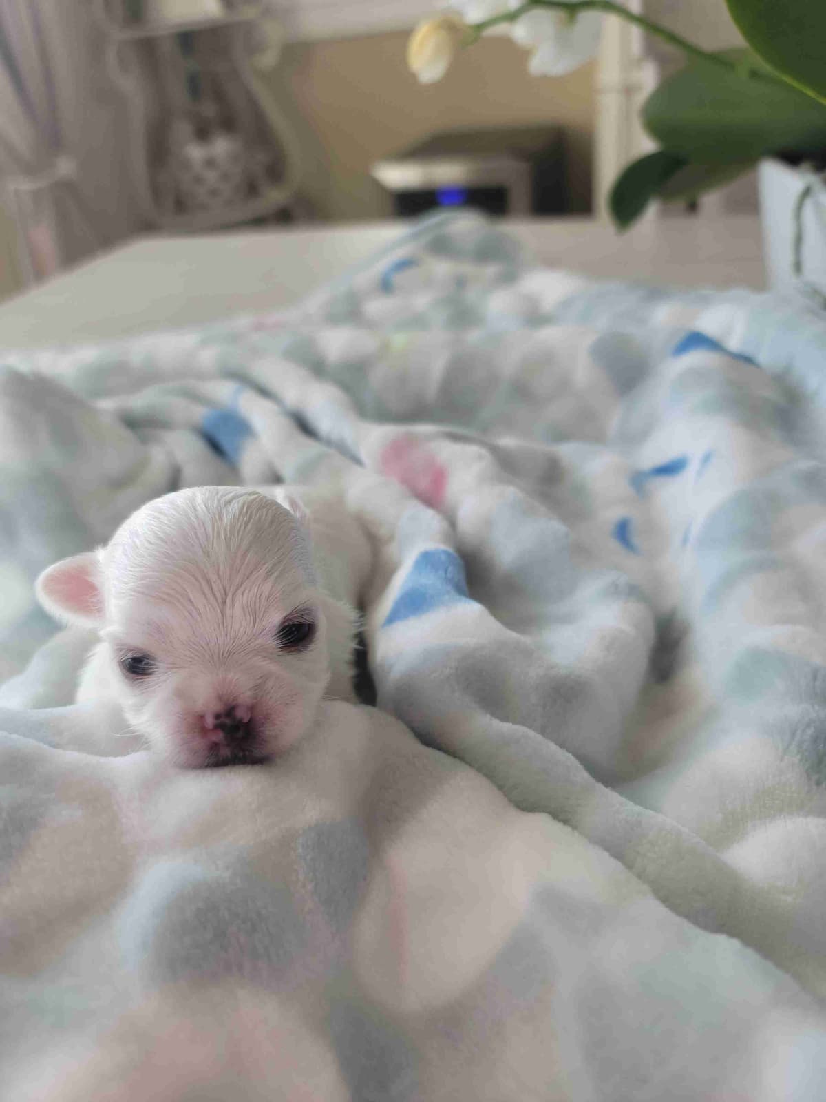 Maltese Puppies breeder image 4