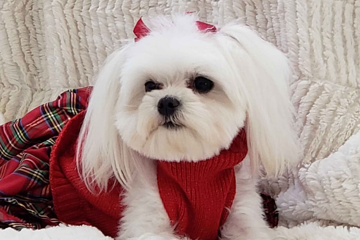 Maltese Puppies breeder image 5