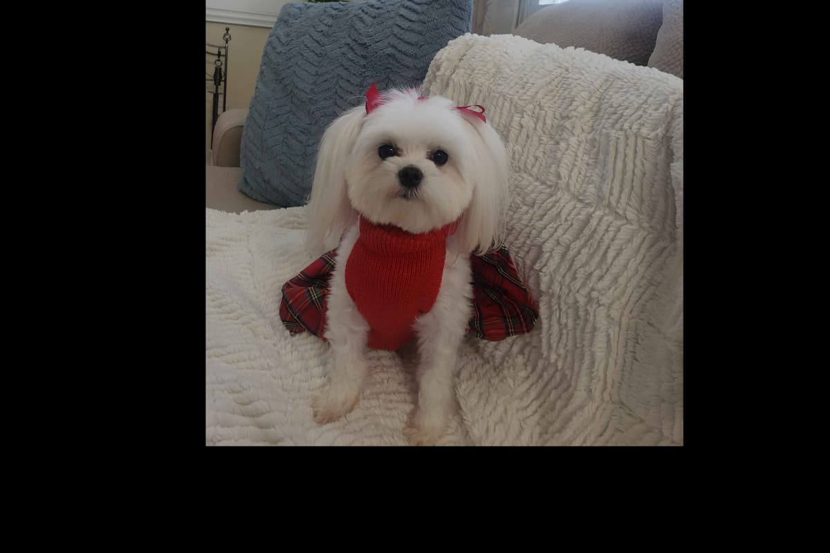 Maltese Puppies breeder image 6
