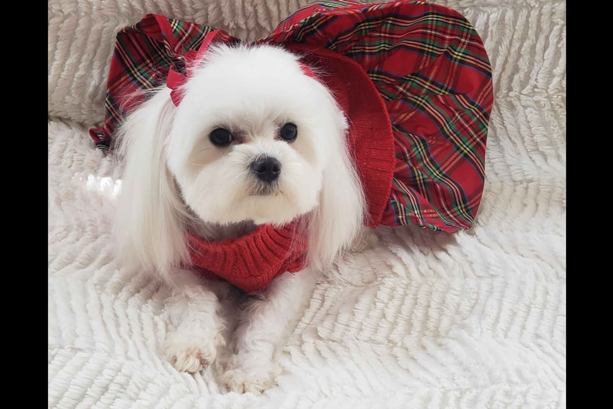 Maltese Puppies breeder image 7