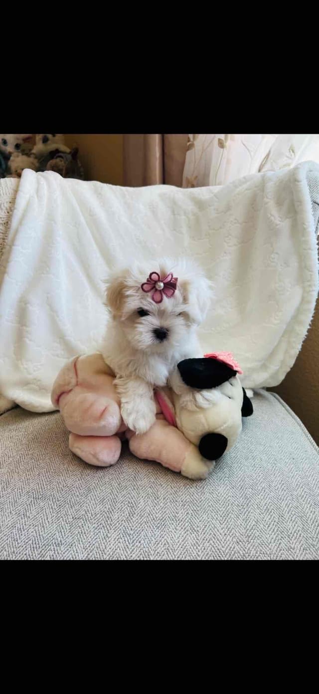 Maltese Puppies media 2