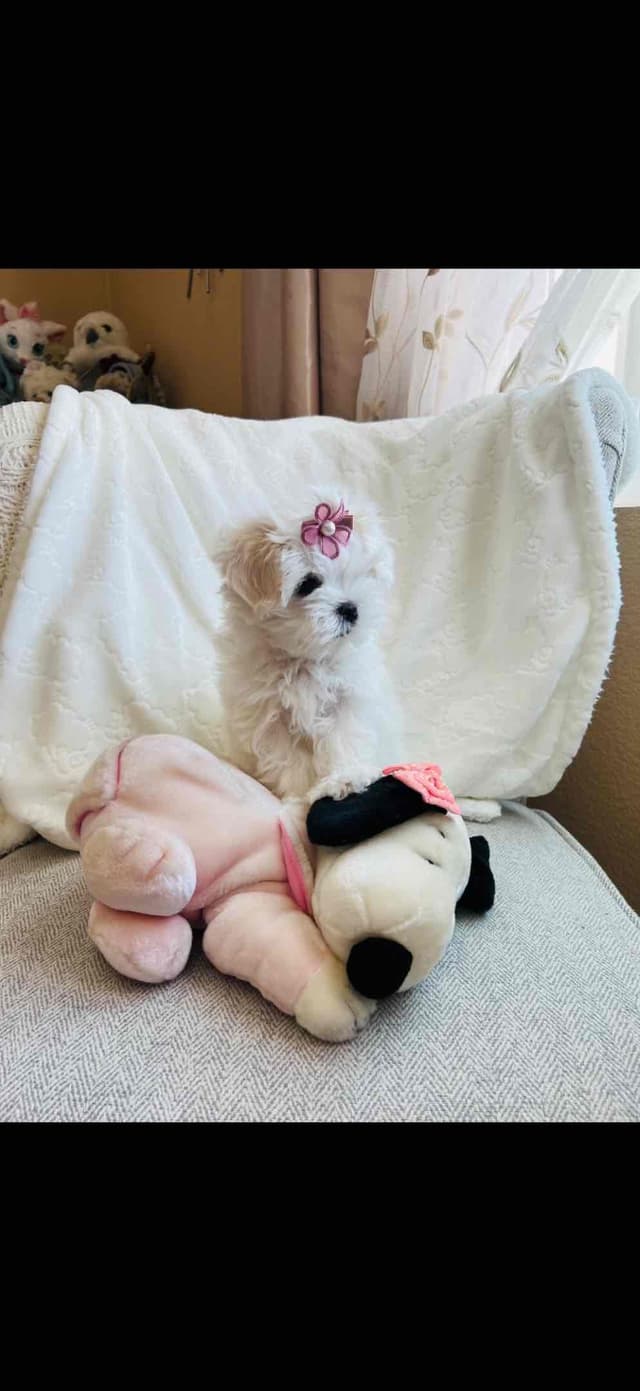 Maltese Puppies media 3