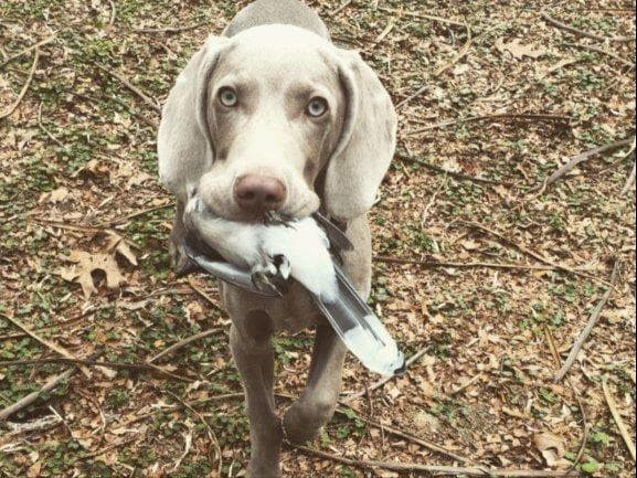 Weimaraner Puppies ONLY TWO SILVER FEMALES LEFT IN THIS LITTER breeder image 2