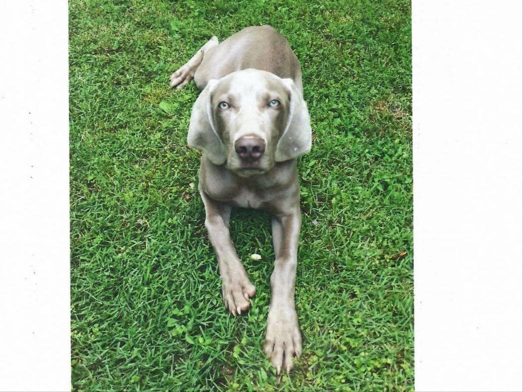 Weimaraner Puppies ONLY TWO SILVER FEMALES LEFT IN THIS LITTER breeder image 4