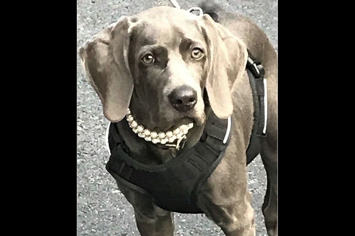 Weimaraner Puppies ONLY TWO SILVER FEMALES LEFT IN THIS LITTER breeder image 3