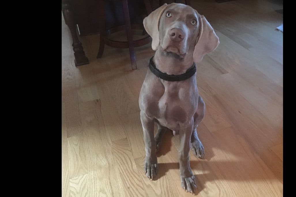 Weimaraner Puppies ONLY TWO SILVER FEMALES LEFT IN THIS LITTER breeder image 1